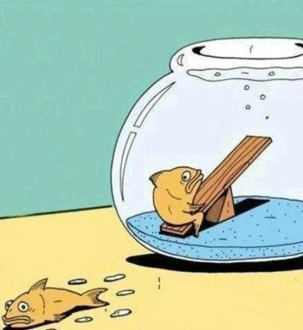 Peces jugando