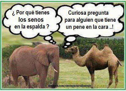 Elefante vs. Camello