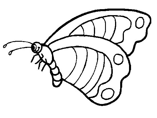 Insecto volador