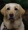 Vincent, el perro de Lost