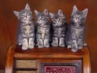 Gatitos