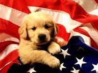 perro nacionalista