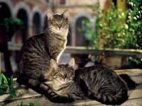 Los gatos