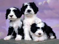 Perros hermanos