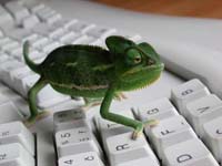 camaleon