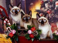 gatos siameses