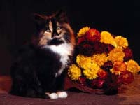 kitty
