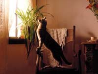gato mirando por la ventana