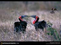 animales besandose