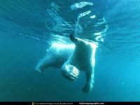 oso polar nadando