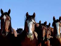 caballos