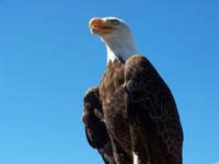 el aguila volo