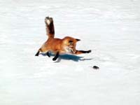 Fox