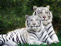 Tigres de Bengala