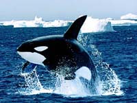 Orca la ballena asesina