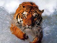 tigre atacando