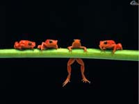 ranas jugando