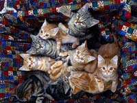gatitos mirando para arriba