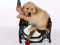 Perro