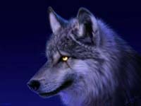 Lobo