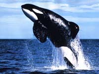 free willy