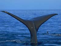 cola de ballena