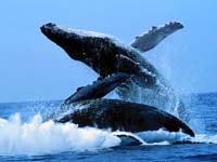 ballenas asesinas