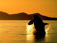 ballena nadando