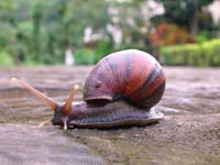 caracoles
