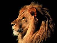 el rey de la selva