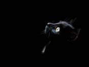 Pantera Negra