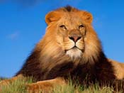 Fondos de Leones