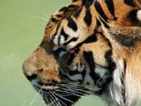 Cara de Tigre