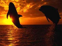 Delfines