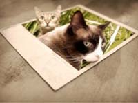 Gatos