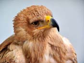 Fondos de aves