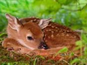 Wallpapers de bambi