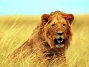Leones