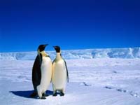 Pinguinos