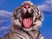 Tigres