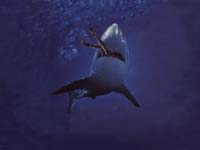 Tiburones