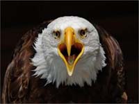 Aguilas