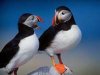 Aves acuaticas