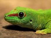 Anfibios