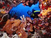 Buceo: Fondos de pantalla